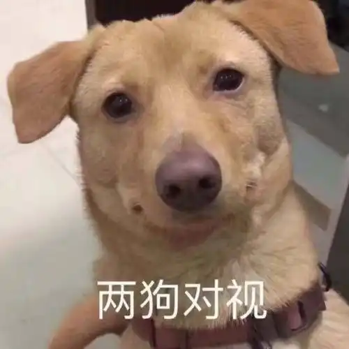  动物表情包没脸见人