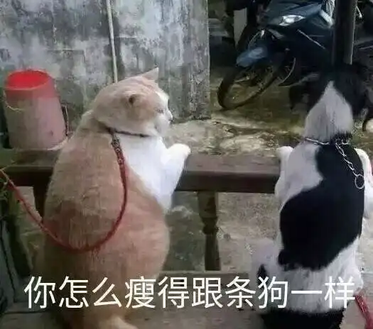 消瘦熊猫头表情包歇后语