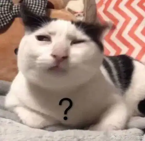  没偷没抢,凭本事捡到的猫,为什么要还