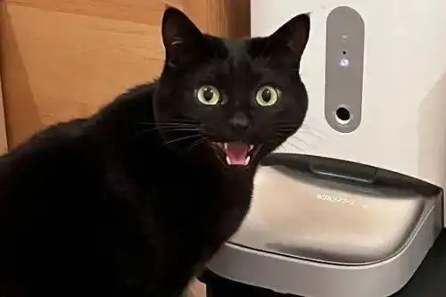  黑猫喵喵叫卖萌骗饭,结果瞬间被妈妈看穿