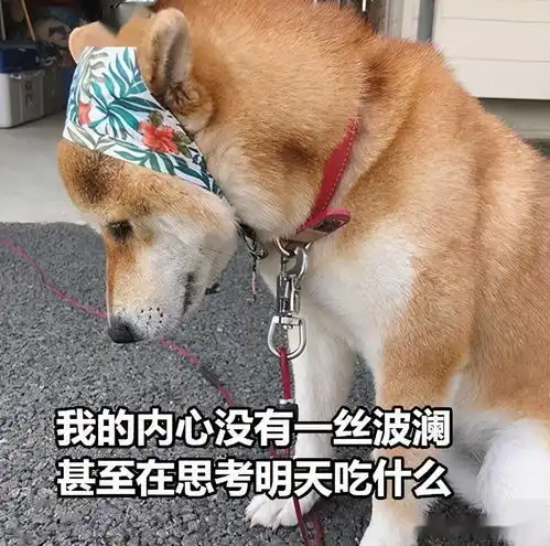 昨天大哥在兄弟姐妹群里发了小侄女躺在地上撒泼的视频