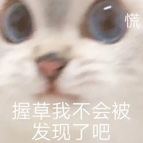 猫猫表情包高清小猫咪