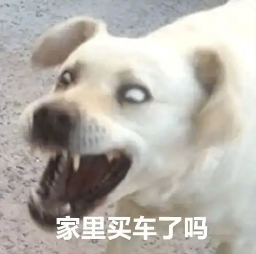  新年狗狗表情包,我已经存好了