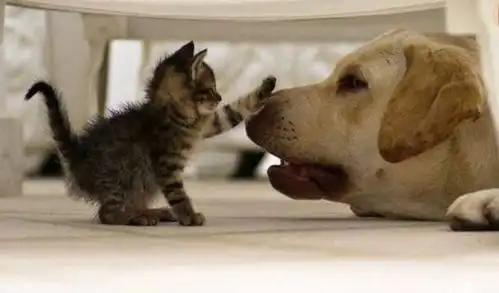  养狗养猫它们之间的区别都在这