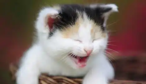 小黑猫的表情包家猫