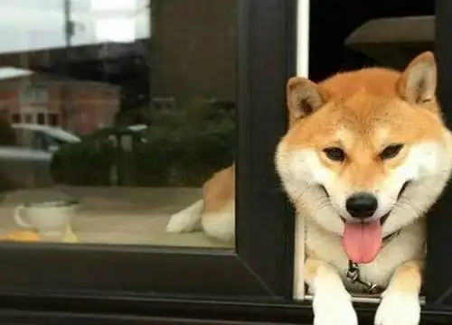  柴犬被铲屎官骂了,蹲在鱼缸里生闷气,蹲太久还睡着了