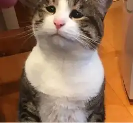  垃圾桶里的猫咪自带悲伤表情,看这小眼神,是你你忍心拒绝吗