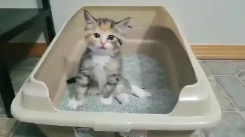  小奶猫终于学会在猫砂盆拉粑粑了,拉完出一脸社会人的表情