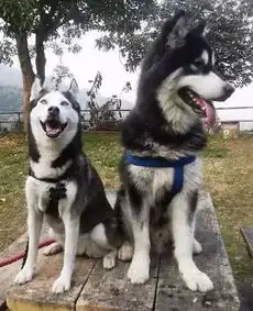  哈士奇阿拉斯加犬,区分主要看这5点