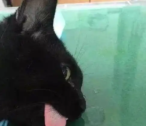 主人带猫咪去做绝育手术,猫咪的反应让主人心里凉飕飕的