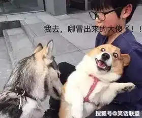  搞笑段子这就是你翻窗盗窃的原因