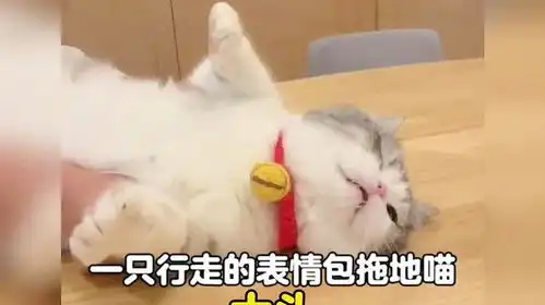  一只行走的表情包拖地喵,小猫咪能有啥坏心眼小猫治愈世界