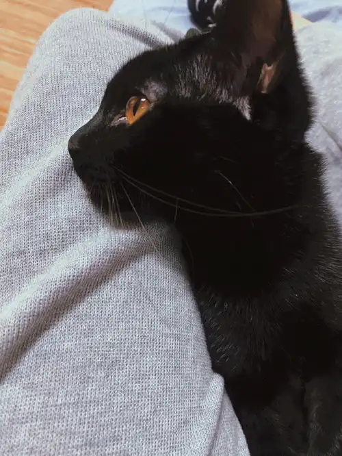  北京无偿领养给可爱漂亮的小黑猫找一个新家