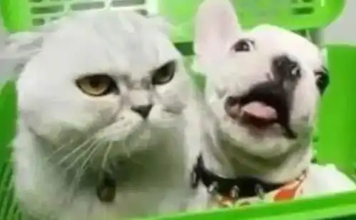  主人带猫猫和狗狗一起去洗澡,猫猫全程一脸嫌弃的表情