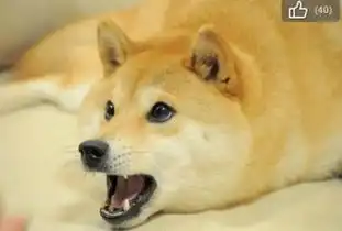 精神污染doge为什么这么火最新doge表情相关图片信息手机腾牛网