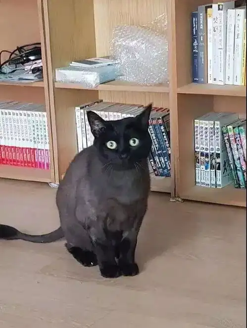  天津相声广播看了四季的小猪佩奇,依旧爱吃酱肘子