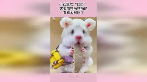  小仓鼠吃鞋垫,这表情软萌软萌的,看着太解压了