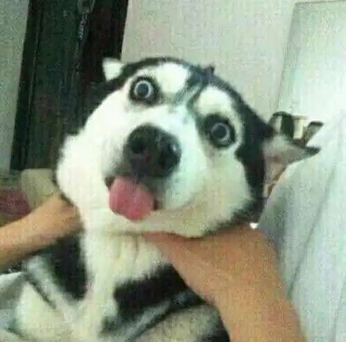  哈士奇表情包,天生自带表情包的傻狗二哈
