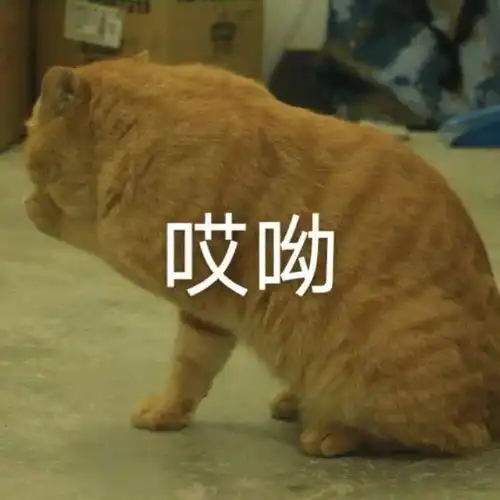  宿霸橘座保研财大公寓,是我喵生的坚持文末表情包暴击