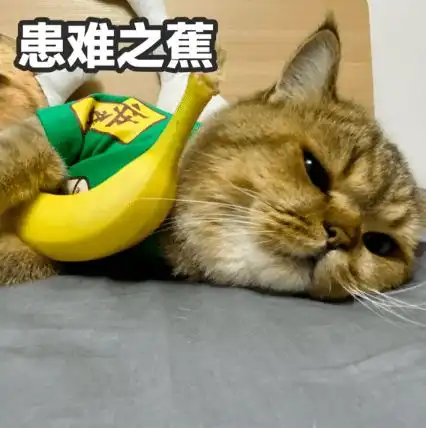  猫咪表情包焦个朋友不