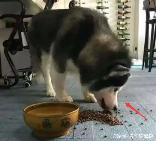  主人不小心踢翻了哈士奇的狗粮,二哈立马就炸毛了,暴脾气啊