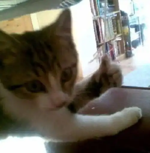  猫咪表情包