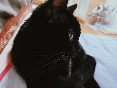  北京无偿领养给可爱漂亮的小黑猫找一个新家