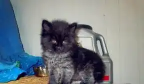  2只小黑猫找新家
