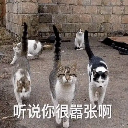 小黑猫的表情包灵猫