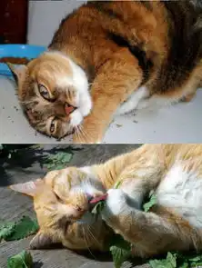 哈士奇吐舌头表情包猫薄