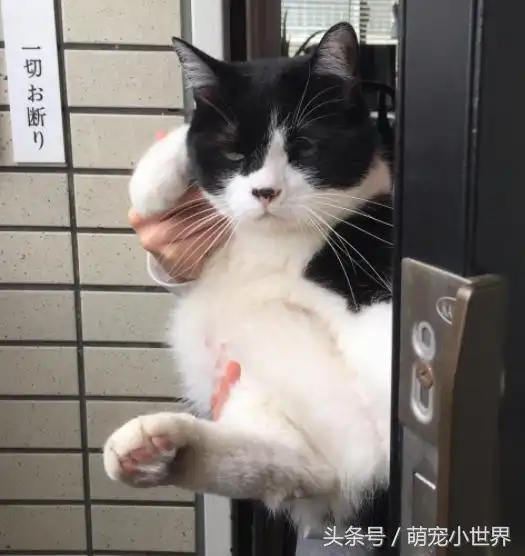  他记录猫咪每天送爸爸上班表情,从你不要走到赶快滚的反差超好笑
