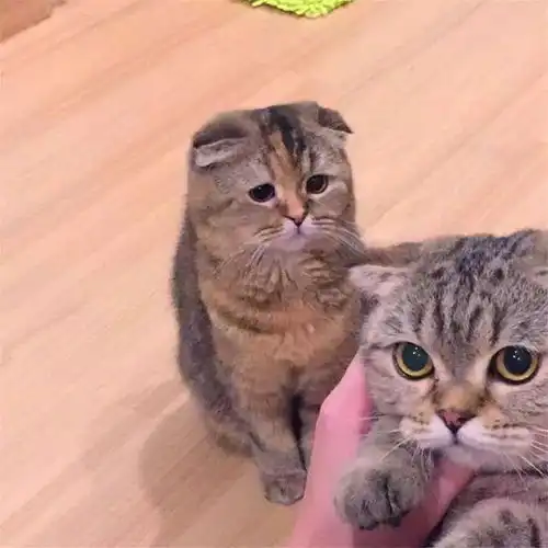  福懋动物医院猫咪见铲屎官爱抚其他猫咪,躲墙角看着主人,醋意大发没法哄
