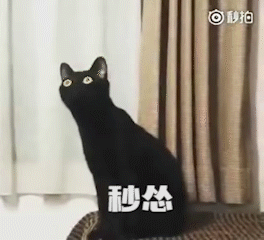  第一次听马勒音乐的黑猫,贡献了一波沙雕表情包