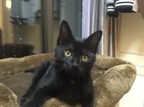 小黑猫的表情包猫砂