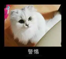  猫咪表情大集合大家都来贴吧,秀秀你家的猫最ing的表情哦
