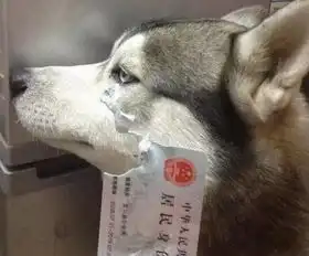 哈士奇吐舌头表情包奶牛