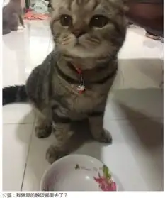  公猫碗里的猫粮被母猫吃了,两只猫的表情真逗