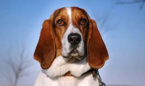  巴吉度犬,公认世界上最大耳朵的狗,因忧伤的面部表情而闻名于世