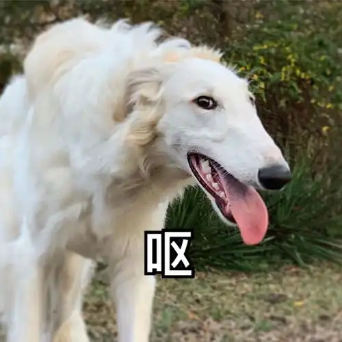  动物表情包楼4