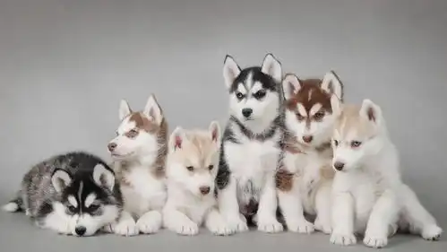 哈士奇吐舌头表情包养犬