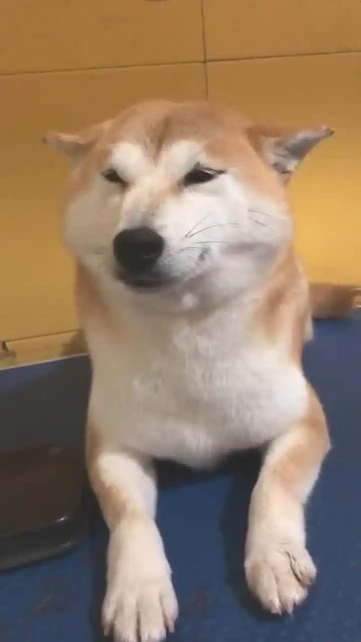  柴犬果然是一个移动的表情包啊,太可爱了