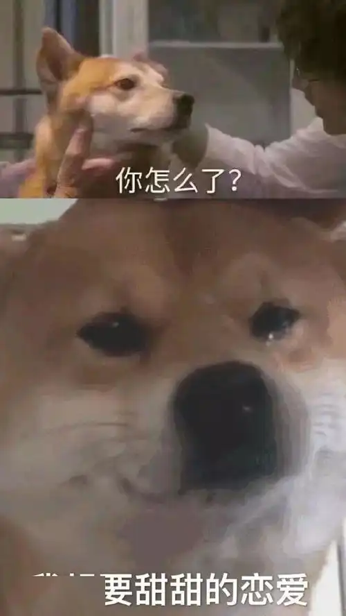 表情包我是个爱而不得的小傻瓜