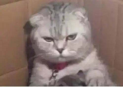  猫咪怀孕生下一堆猫崽,竟无一只像它,这表情简直是要怀疑猫生了
