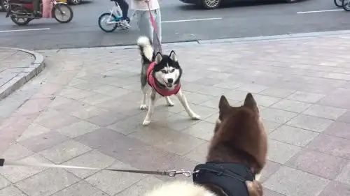 哈士奇高清表情包阿拉斯
