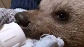  黑猫撸猫吗给小鱼干就行