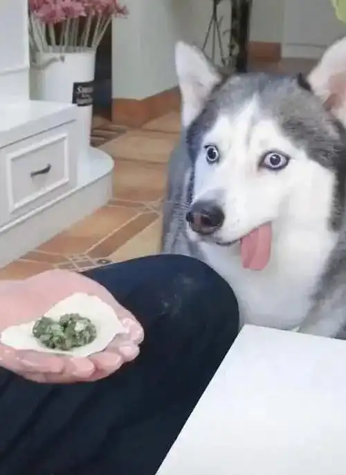  主人包饺子,哈士奇却看得入迷,这幕笑喷,二哈你舌头断了吗