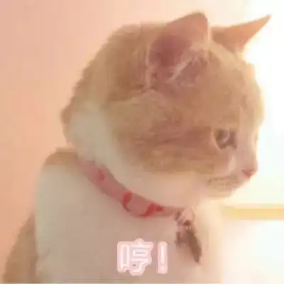  猫咪在什么时候会依赖你心疼我家猫主子