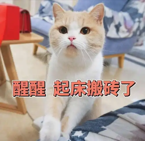 猫猫表情包高清头像