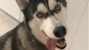  贪吃哈士奇之烫了舌头