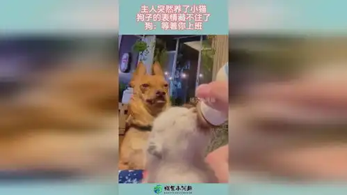  主人突然养了小猫,狗子的表情藏不住了,狗等着你上班